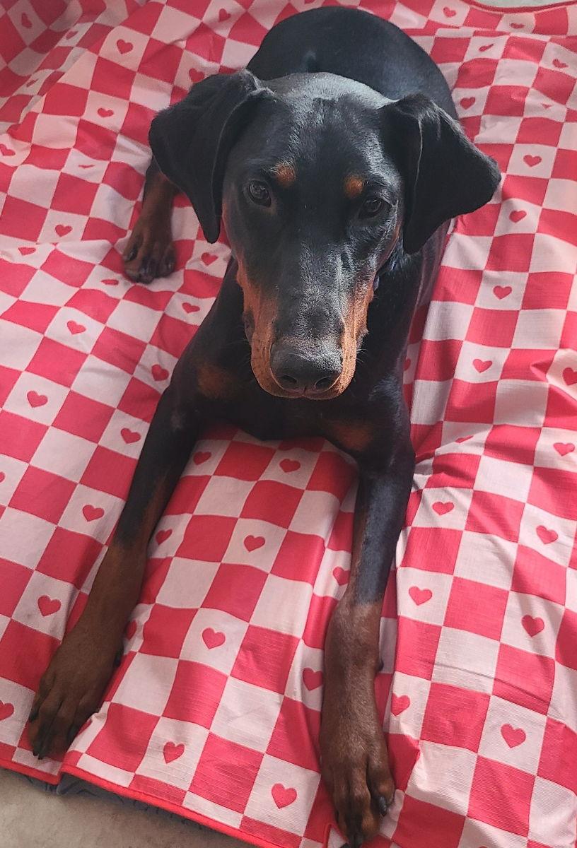 Enlarge Ember, a Adoptable Doberman Pinscher in Minneapolis, MN image 1/3