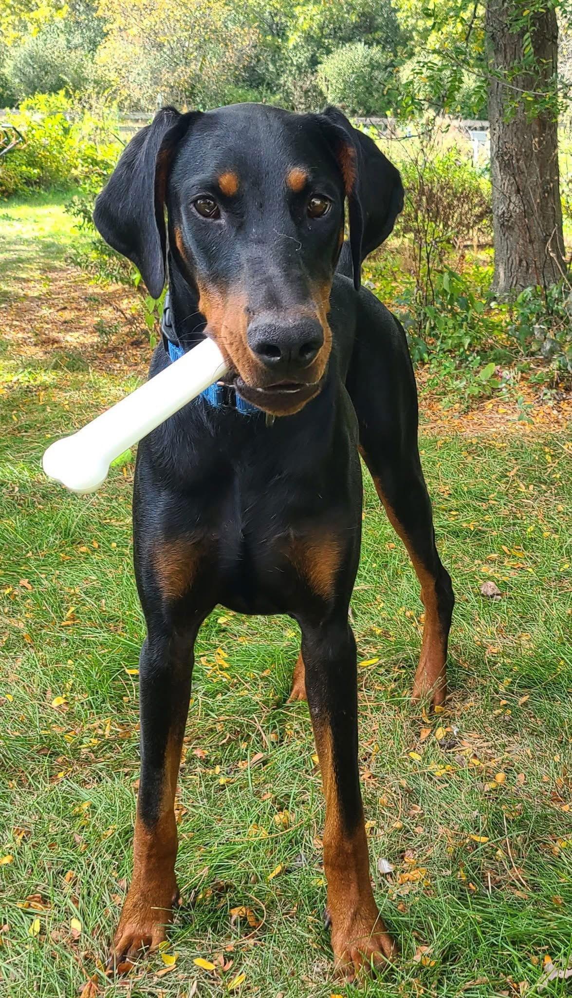Enlarge Ember, a Adoptable Doberman Pinscher in Minneapolis, MN image 2/3