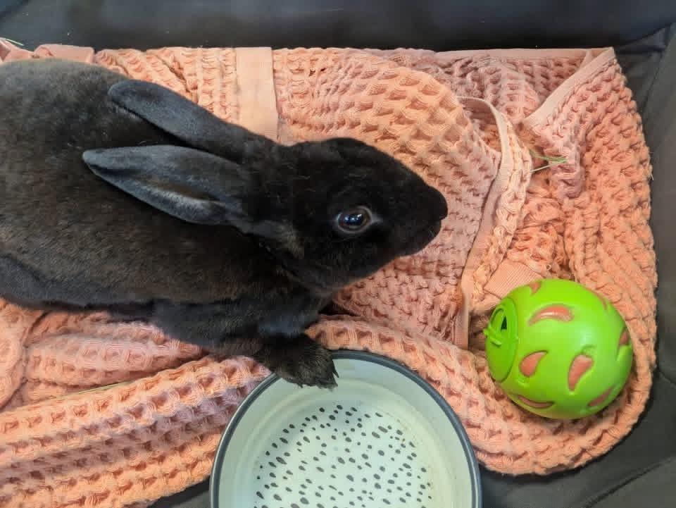 Enlarge Polly Pocket, a ADOPTABLE Mini Rex in St. Charles, MO image 2/2