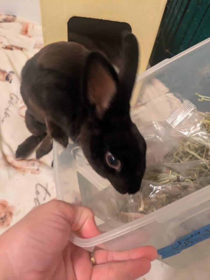 Polly Pocket, ADOPTABLE, Adult Female Mini Rex.