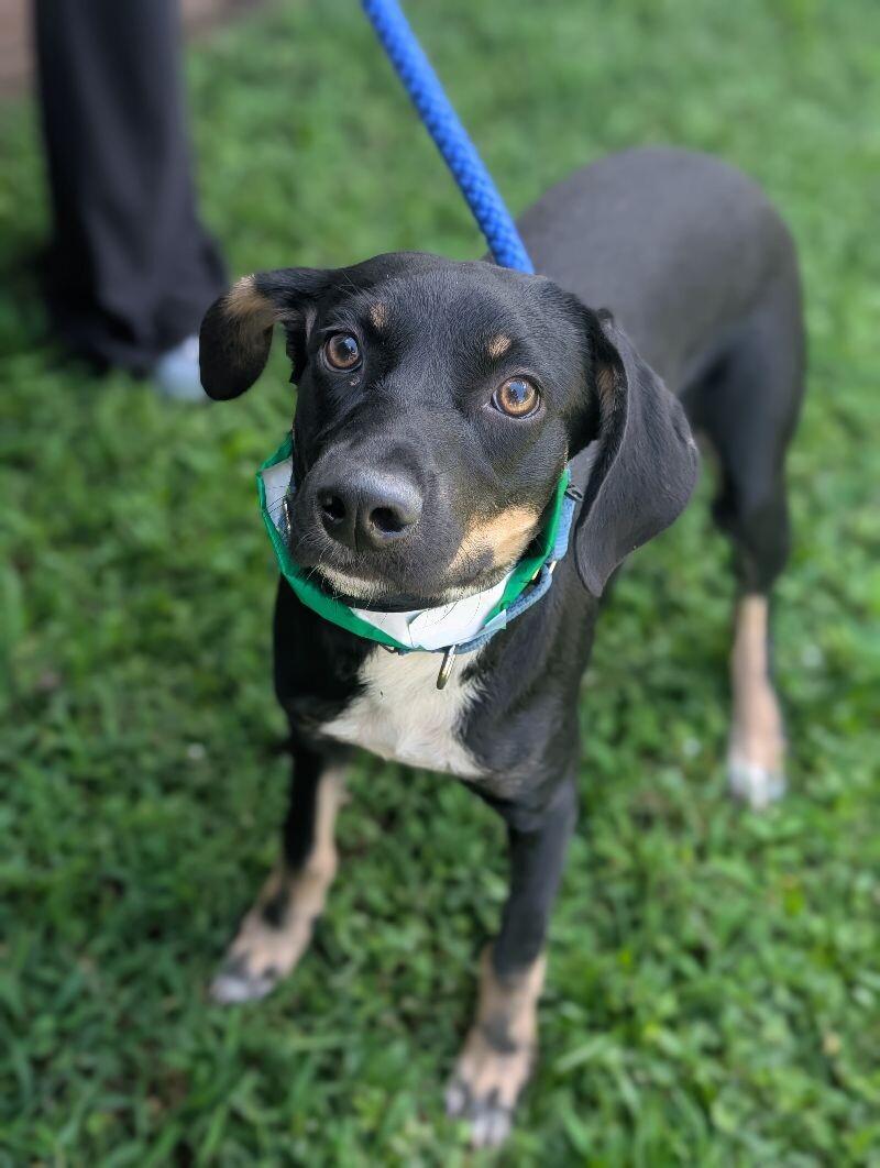 Bud, a Adoptable mixed breed in Berkeley Heights, NJ image 1/6