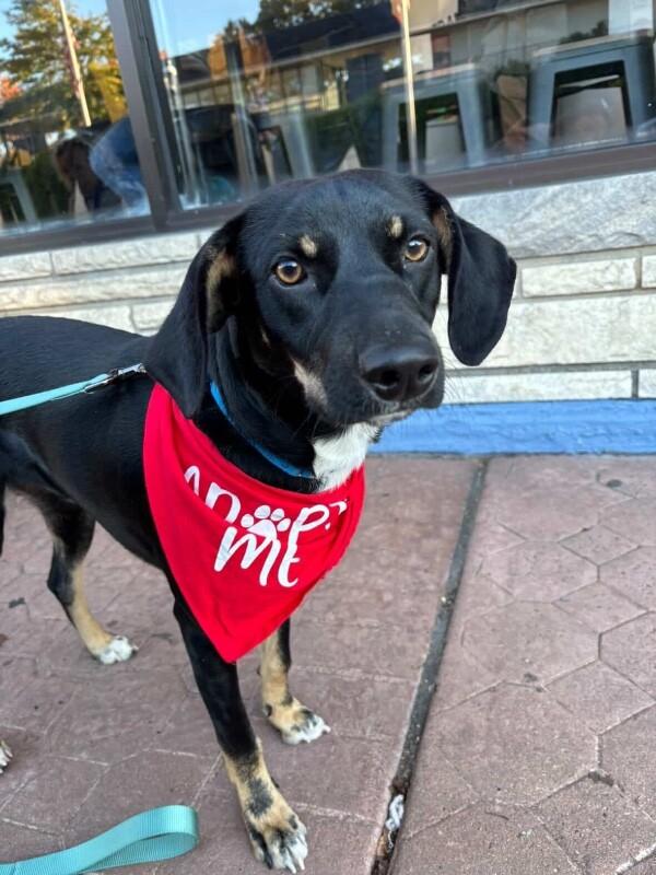 Bud, a Adoptable mixed breed in Berkeley Heights, NJ image 2/6