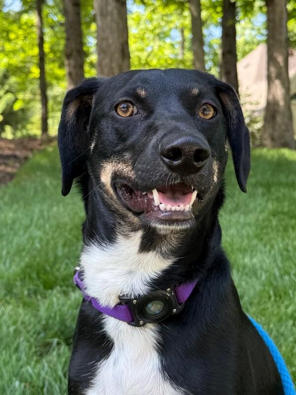 Bud, a Adoptable mixed breed in Berkeley Heights, NJ image 1/6