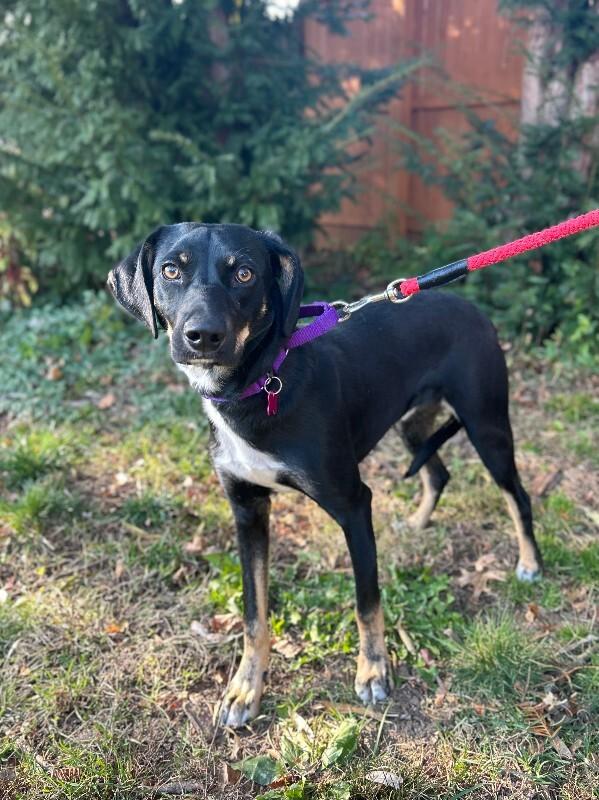 Bud, a Adoptable mixed breed in Berkeley Heights, NJ image 3/6
