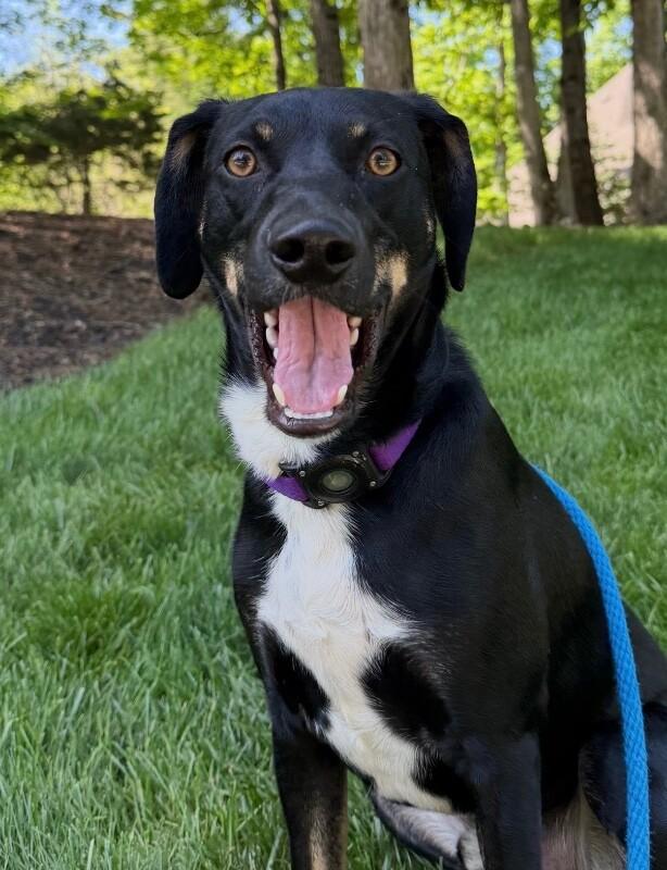 Bud, a Adoptable mixed breed in Berkeley Heights, NJ image 2/6