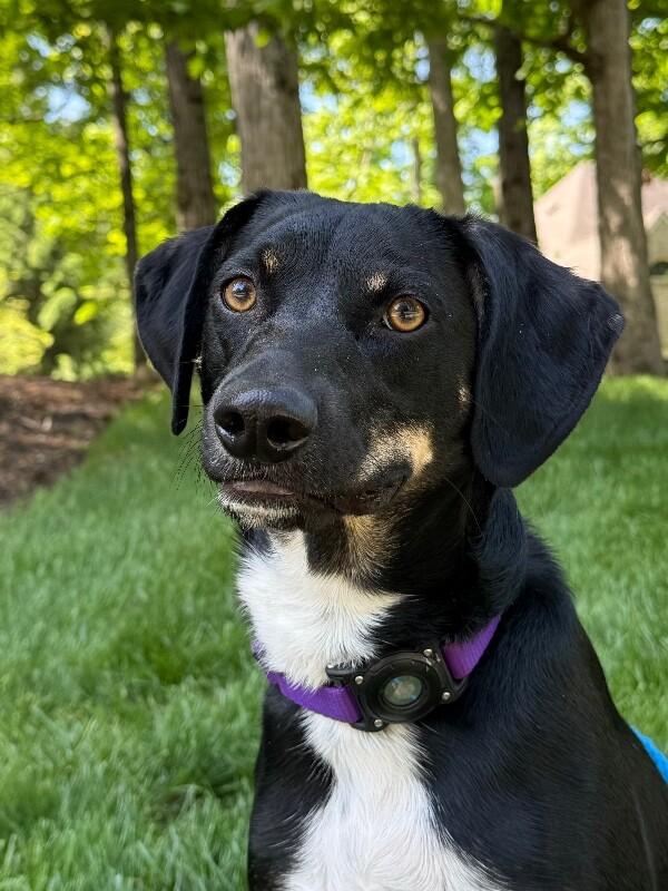 Bud, a Adoptable mixed breed in Berkeley Heights, NJ image 3/6