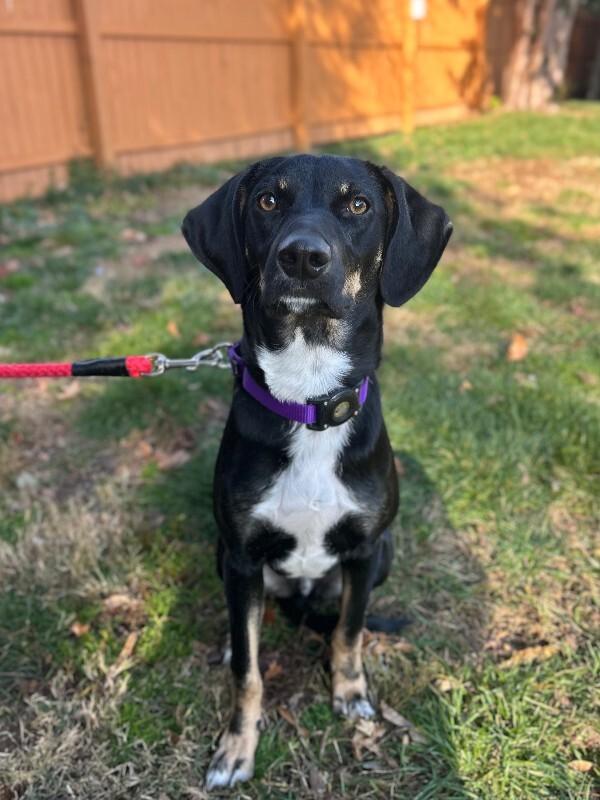 Bud, a Adoptable mixed breed in Berkeley Heights, NJ image 4/6