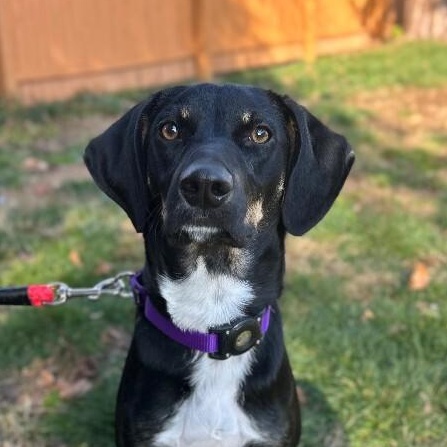 Enlarge Bud, a Adoptable mixed breed in Berkeley Heights, NJ image 1/6