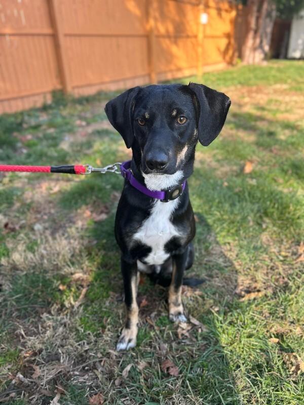 Bud, a Adoptable mixed breed in Berkeley Heights, NJ image 5/6