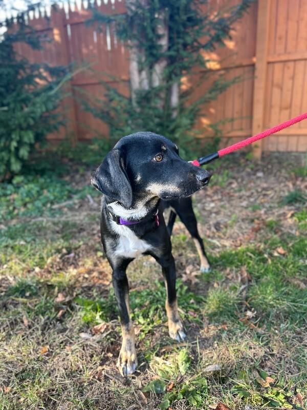 Bud, a Adoptable mixed breed in Berkeley Heights, NJ image 6/6