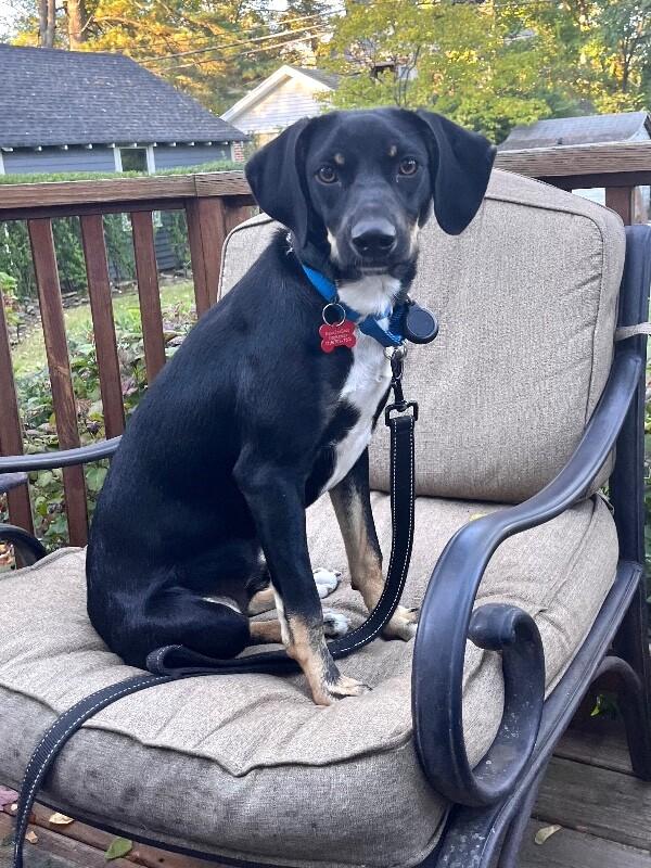 Enlarge Bud, a Adoptable mixed breed in Berkeley Heights, NJ image 6/6