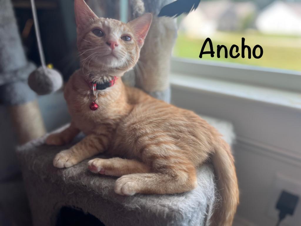 Enlarge Ancho, a Adopted mixed breed in Hoover , AL image 4/6