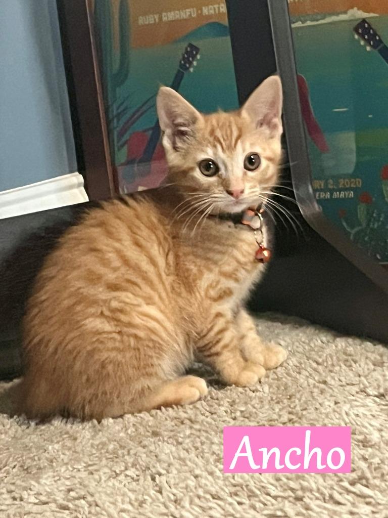 Enlarge Ancho, a Adopted mixed breed in Hoover , AL image 5/6