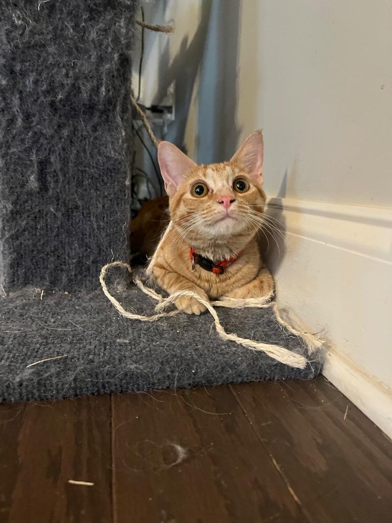 Enlarge Ancho, a Adopted mixed breed in Hoover , AL image 6/6