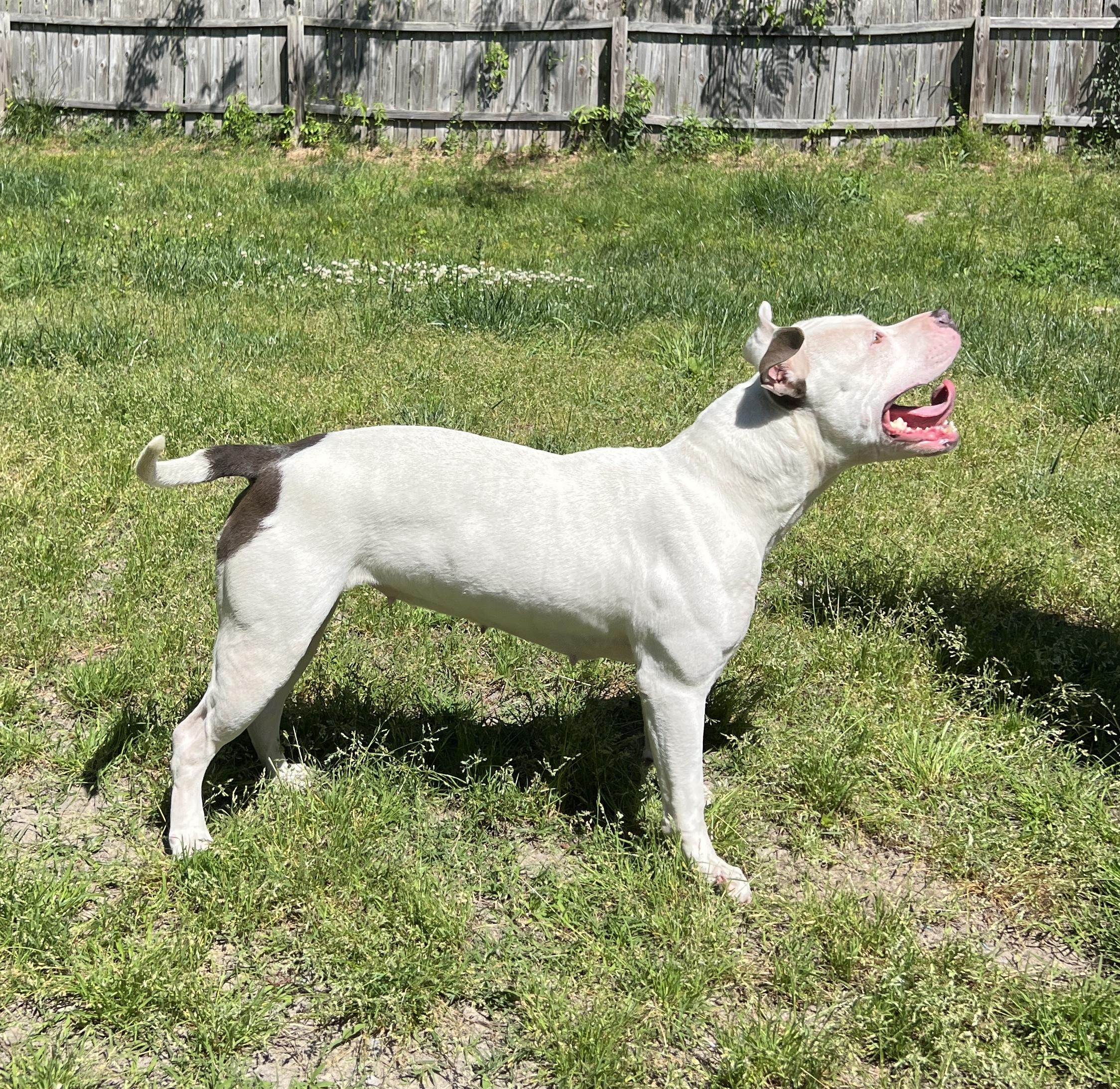 Enlarge Abbie, a ADOPTABLE Pit Bull Terrier in Chesapeake, VA image 3/5