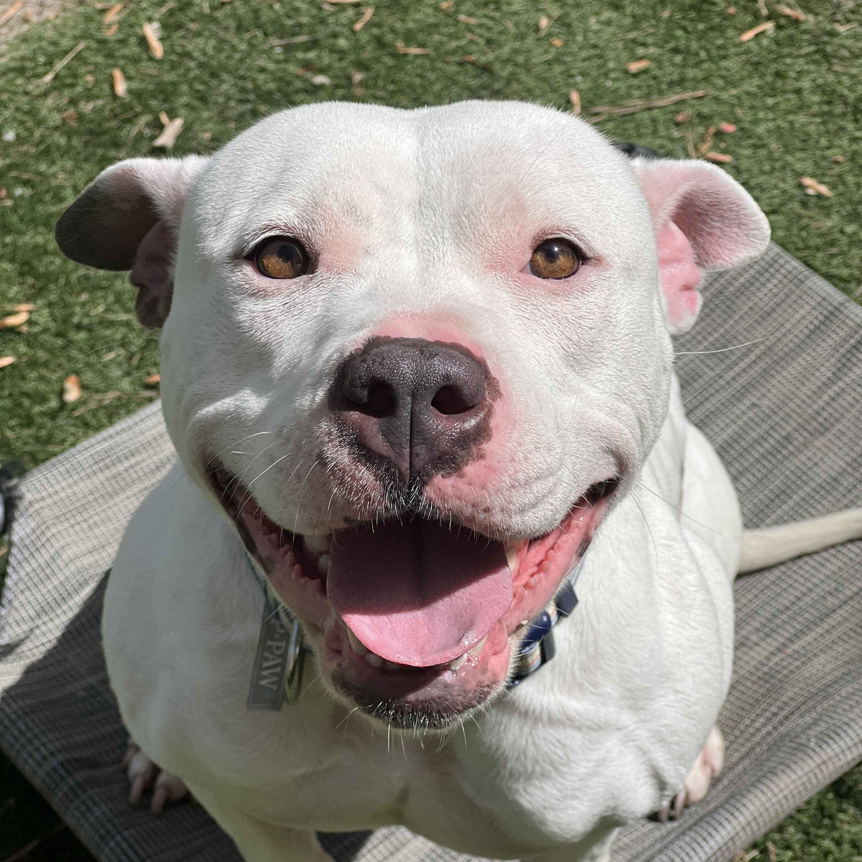 Abbie, ADOPTABLE, Young Female Pit Bull Terrier.