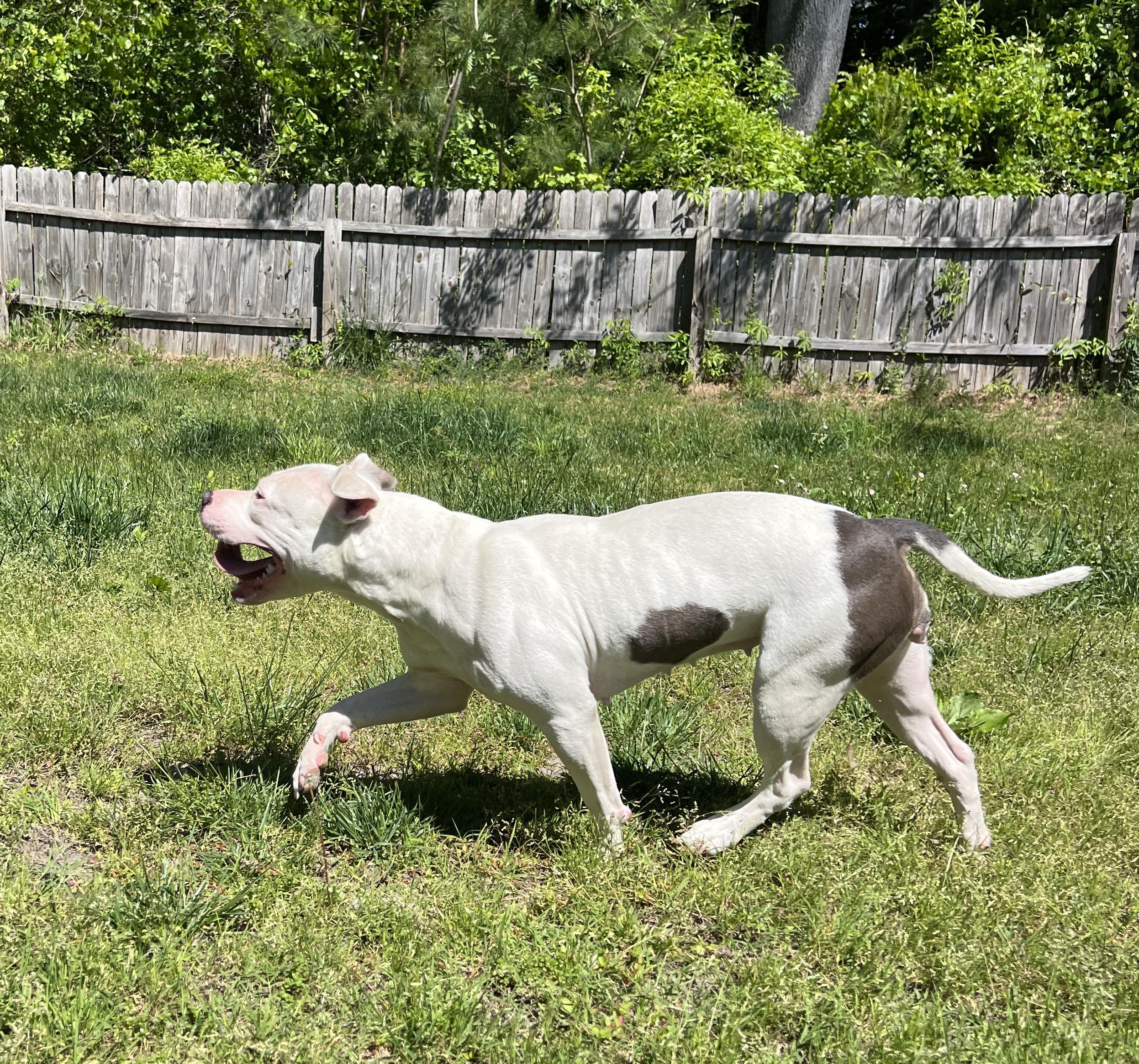 Enlarge Abbie, a ADOPTABLE Pit Bull Terrier in Chesapeake, VA image 4/5