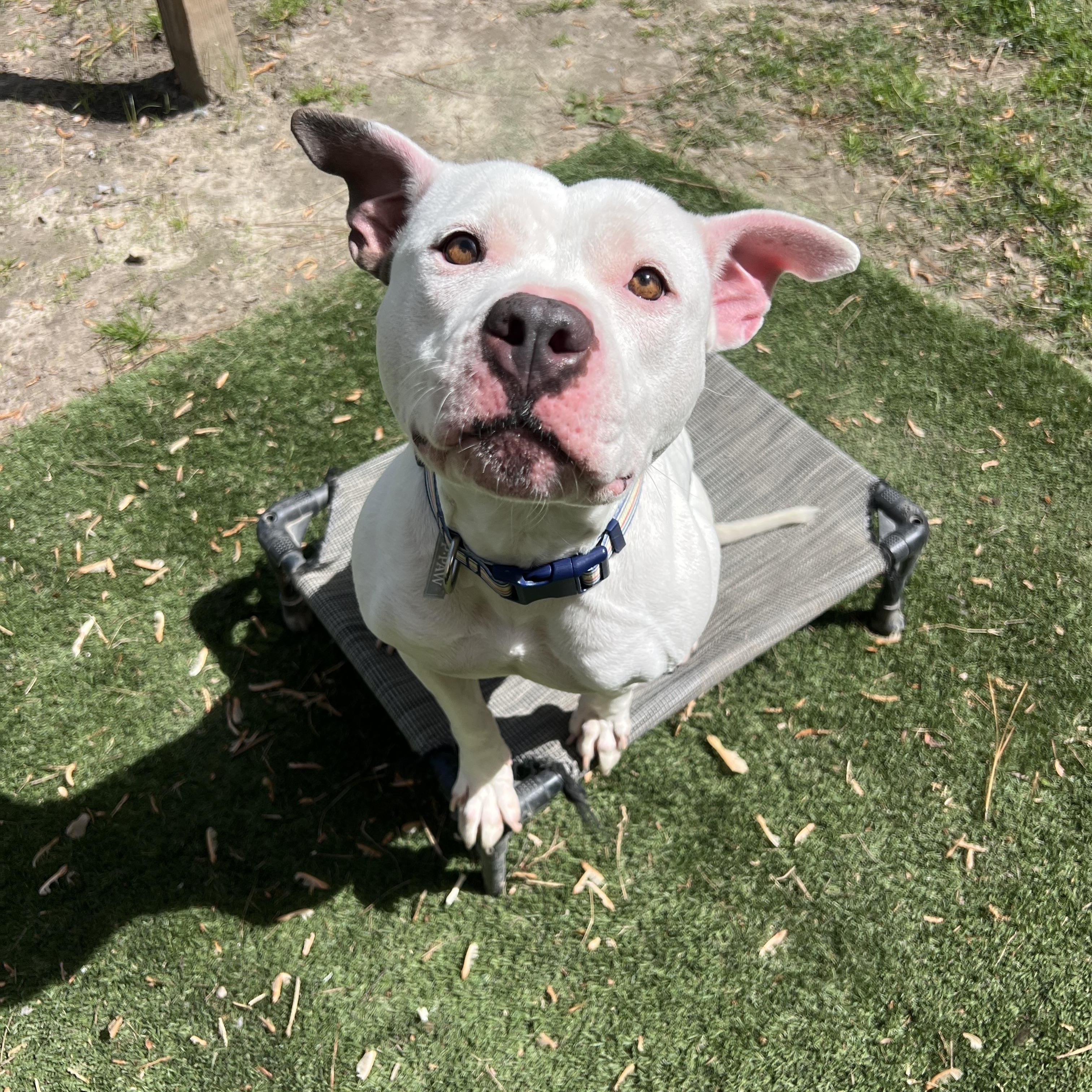 ABBIE - COURTESY LISTING, ADOPTABLE, Young Female Pit Bull Terrier.
