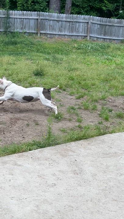 Enlarge Abbie, a ADOPTABLE Pit Bull Terrier in Chesapeake, VA video 5/5