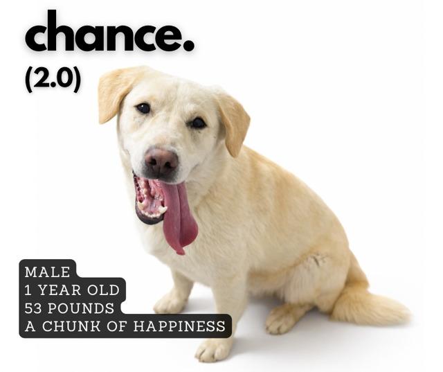 Chance, Adoptable, Young Male Mixed Breed.