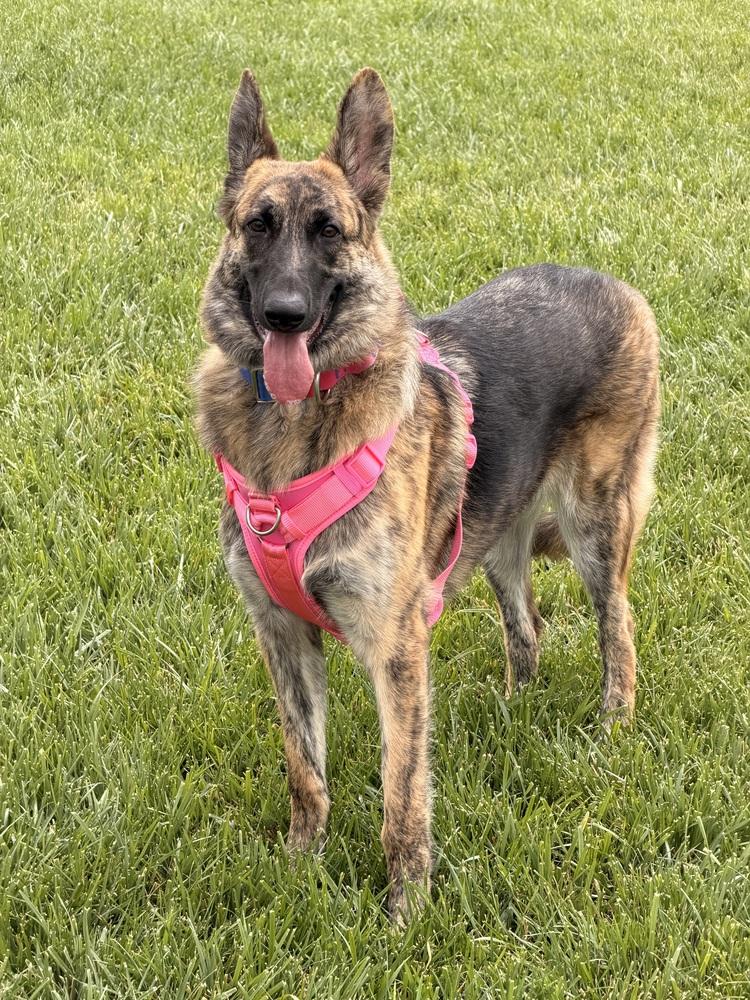 Kelbi, Adoptable, Puppy Female Dutch Shepherd.
