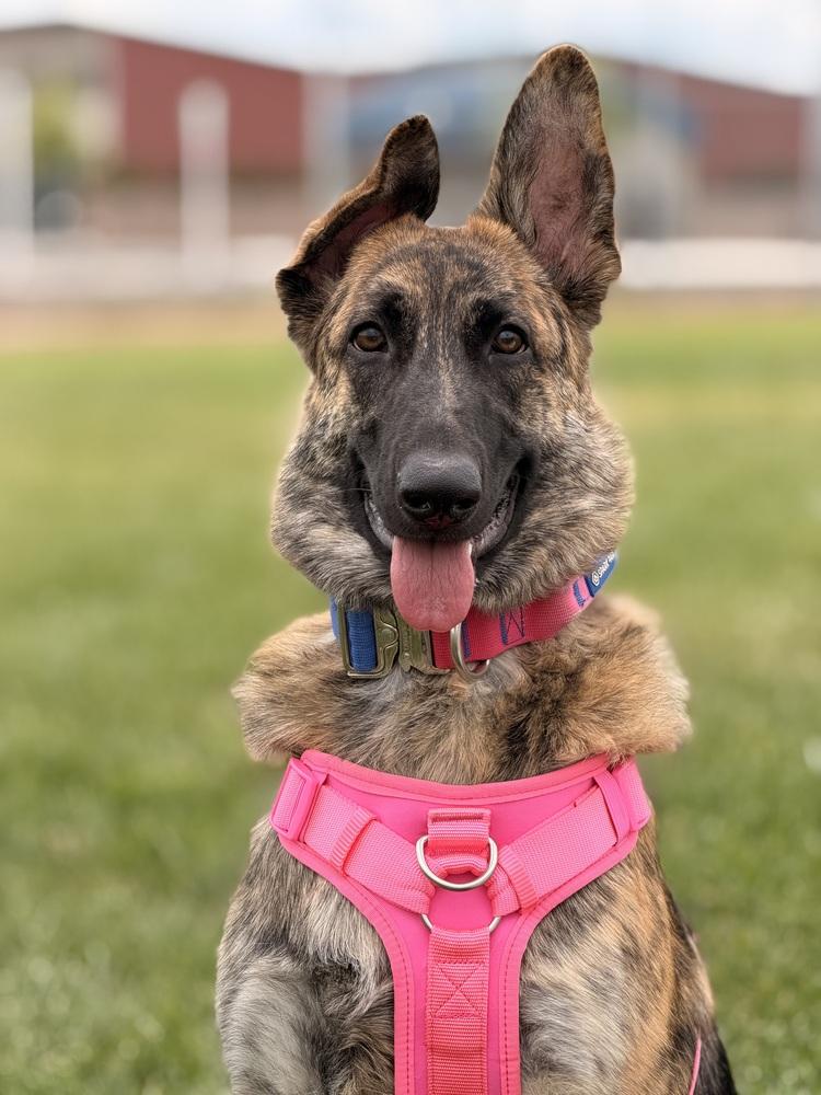 Kelbi, a Adoptable mixed breed in Pleasant Hill, CA image 2/6