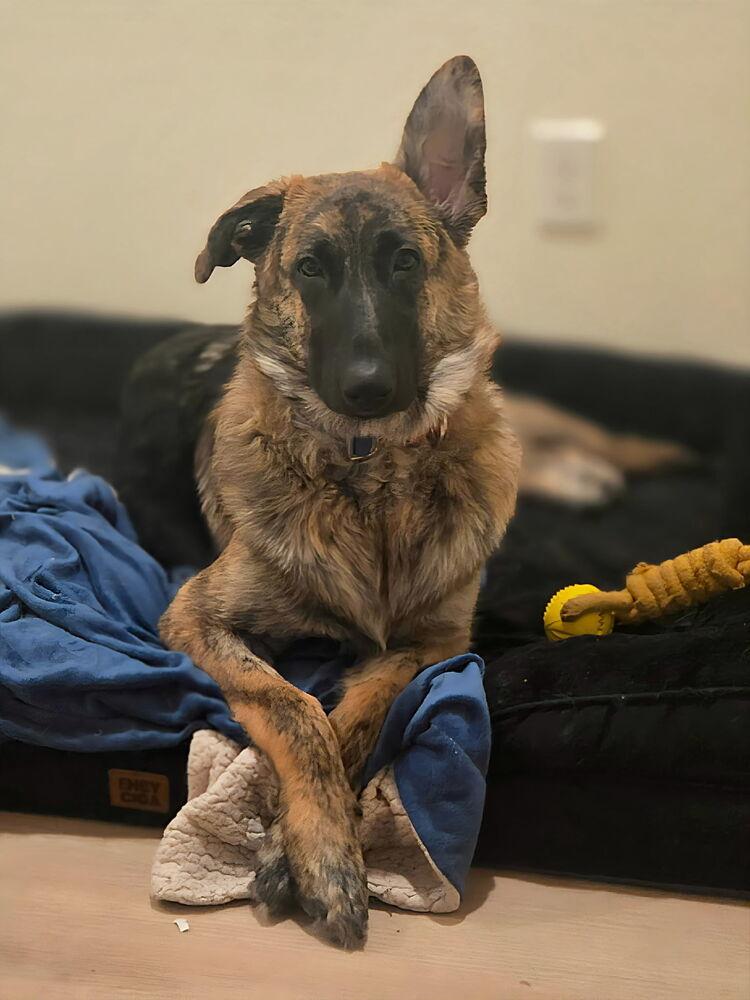 Kelbi, a Adoptable mixed breed in Pleasant Hill, CA image 4/6