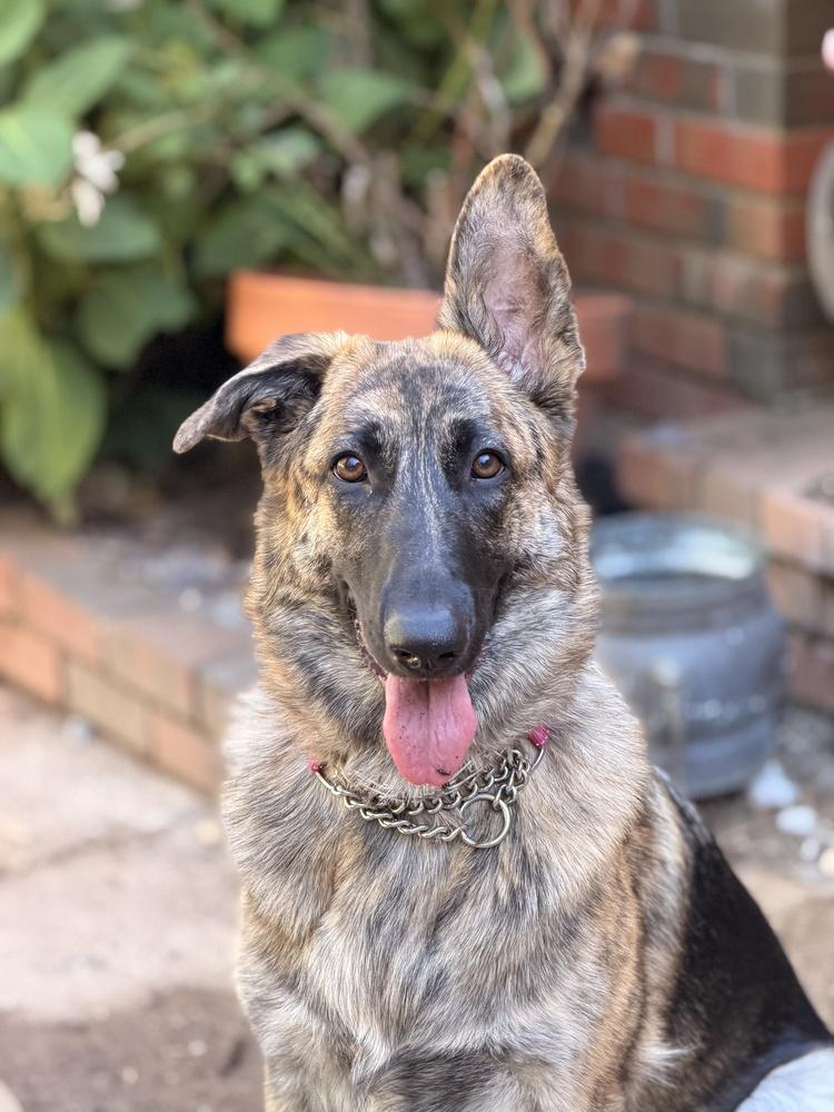 Kelbi, a Adoptable mixed breed in Pleasant Hill, CA image 5/6