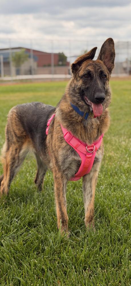 Kelbi, a Adoptable mixed breed in Pleasant Hill, CA image 6/6