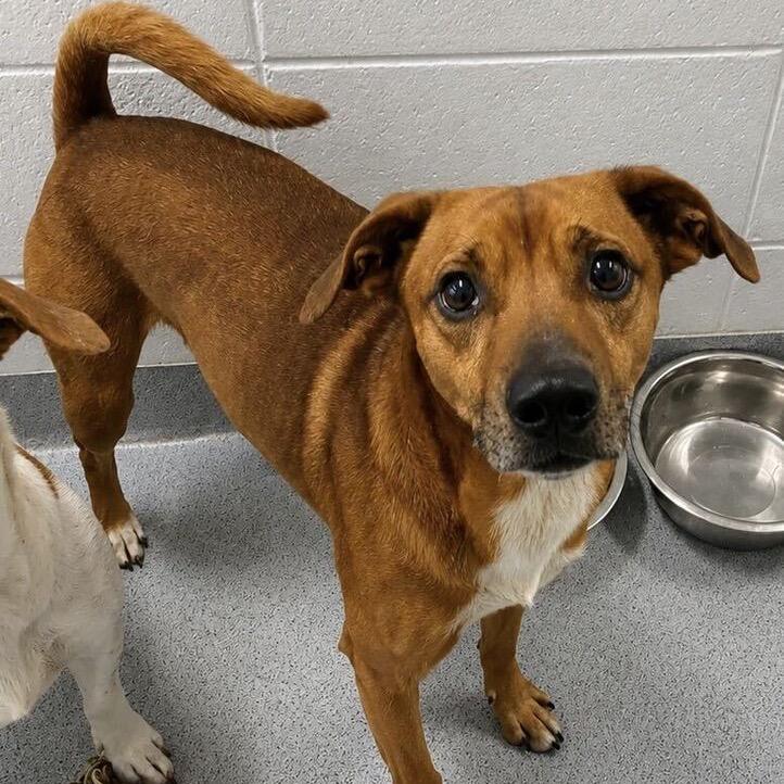 Clifford, Adoptable, Adult Male Feist.
