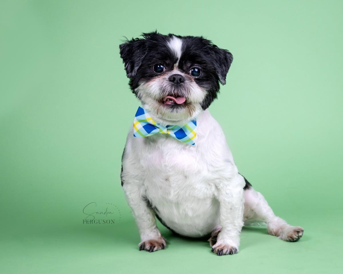 Enlarge Jake, a Adoptable Shih Tzu in Memphis, TN image 3/6