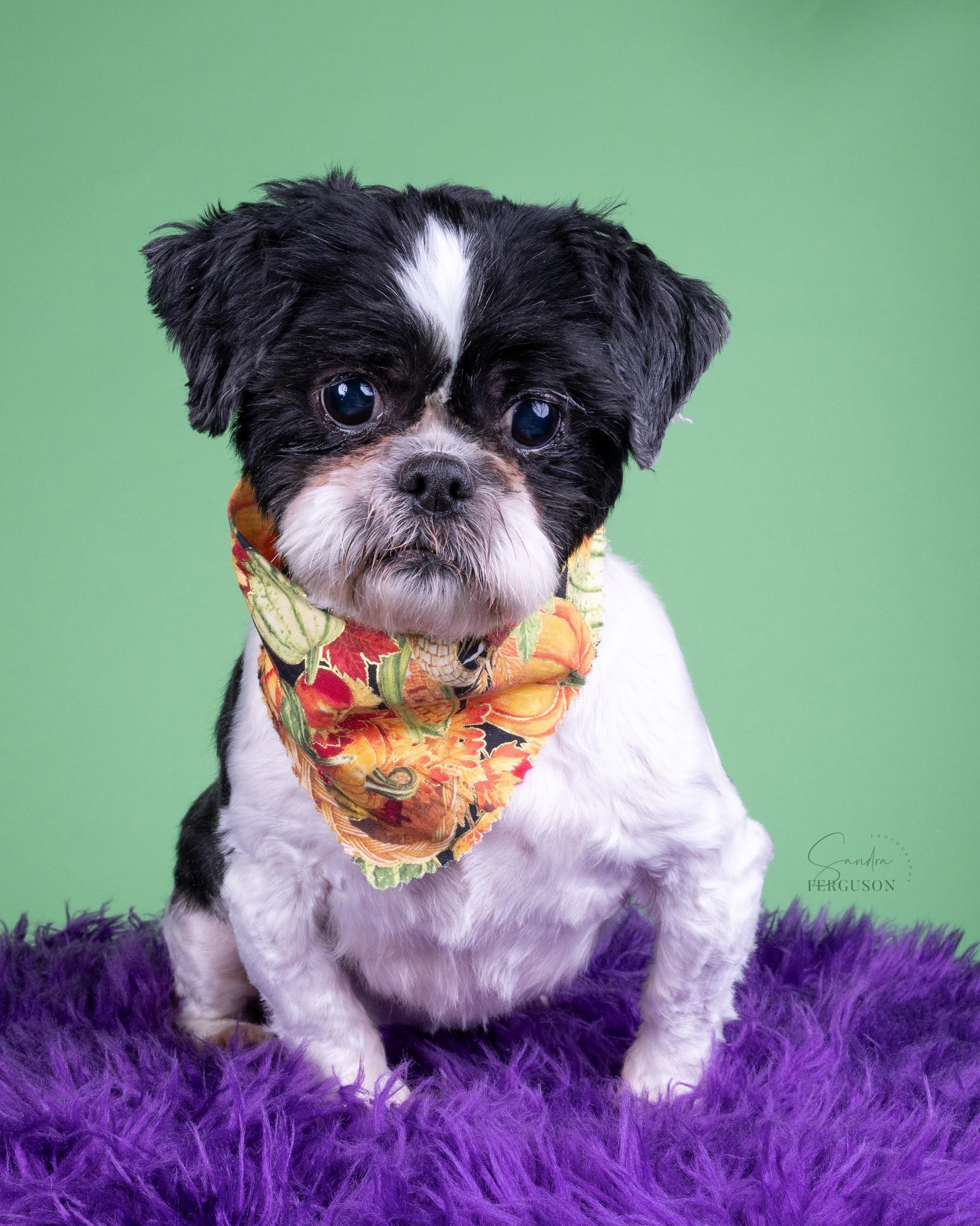 Enlarge Jake, a Adoptable Shih Tzu in Memphis, TN image 2/6
