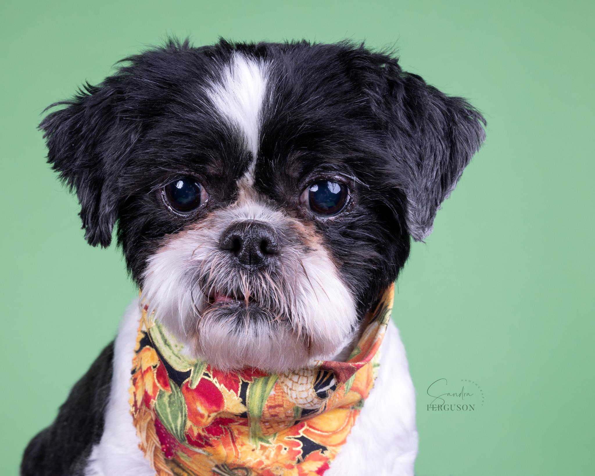 Enlarge Jake, a Adoptable Shih Tzu in Memphis, TN image 4/6