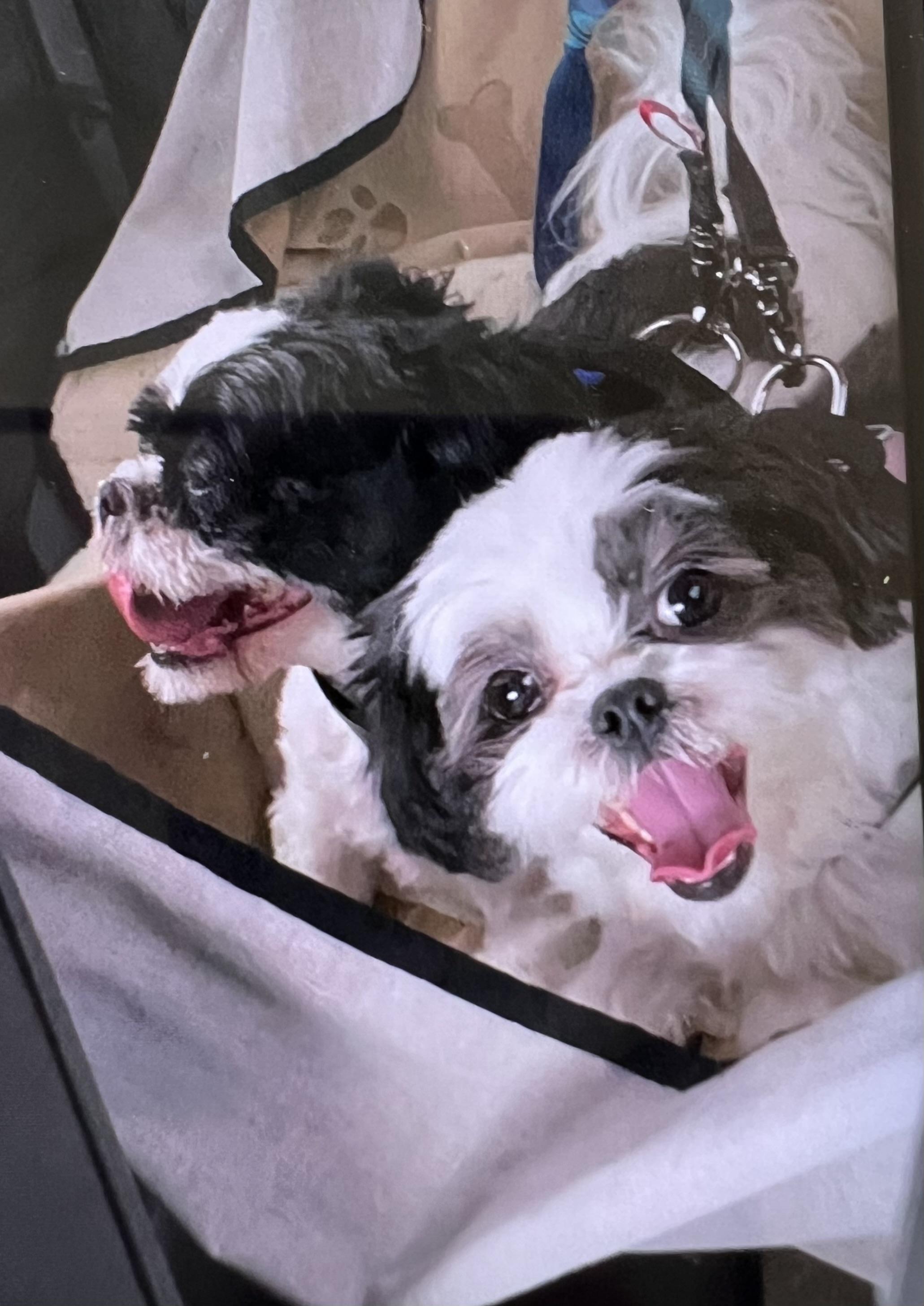 Enlarge Jake, a Adoptable Shih Tzu in Memphis, TN image 5/6