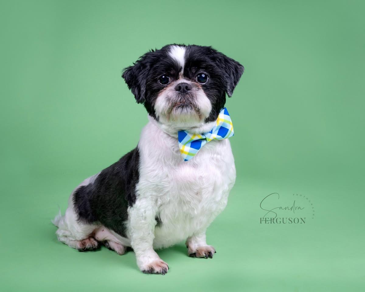Jake, Adoptable, Adult Male Shih Tzu.