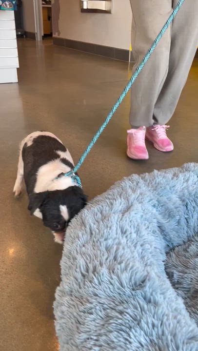 Enlarge Jake, a Adoptable Shih Tzu in Memphis, TN video 6/6