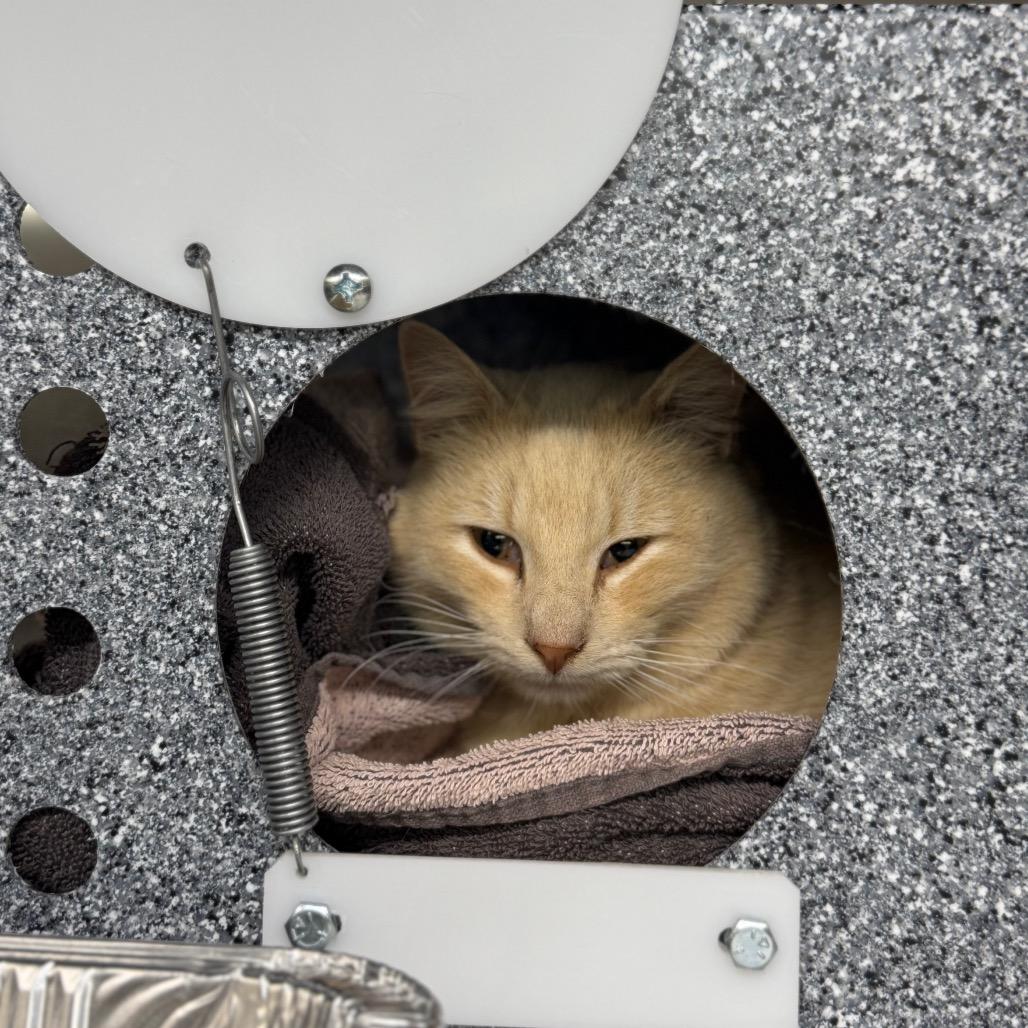 Braum, Adoptable, Adult Male Domestic Short Hair.