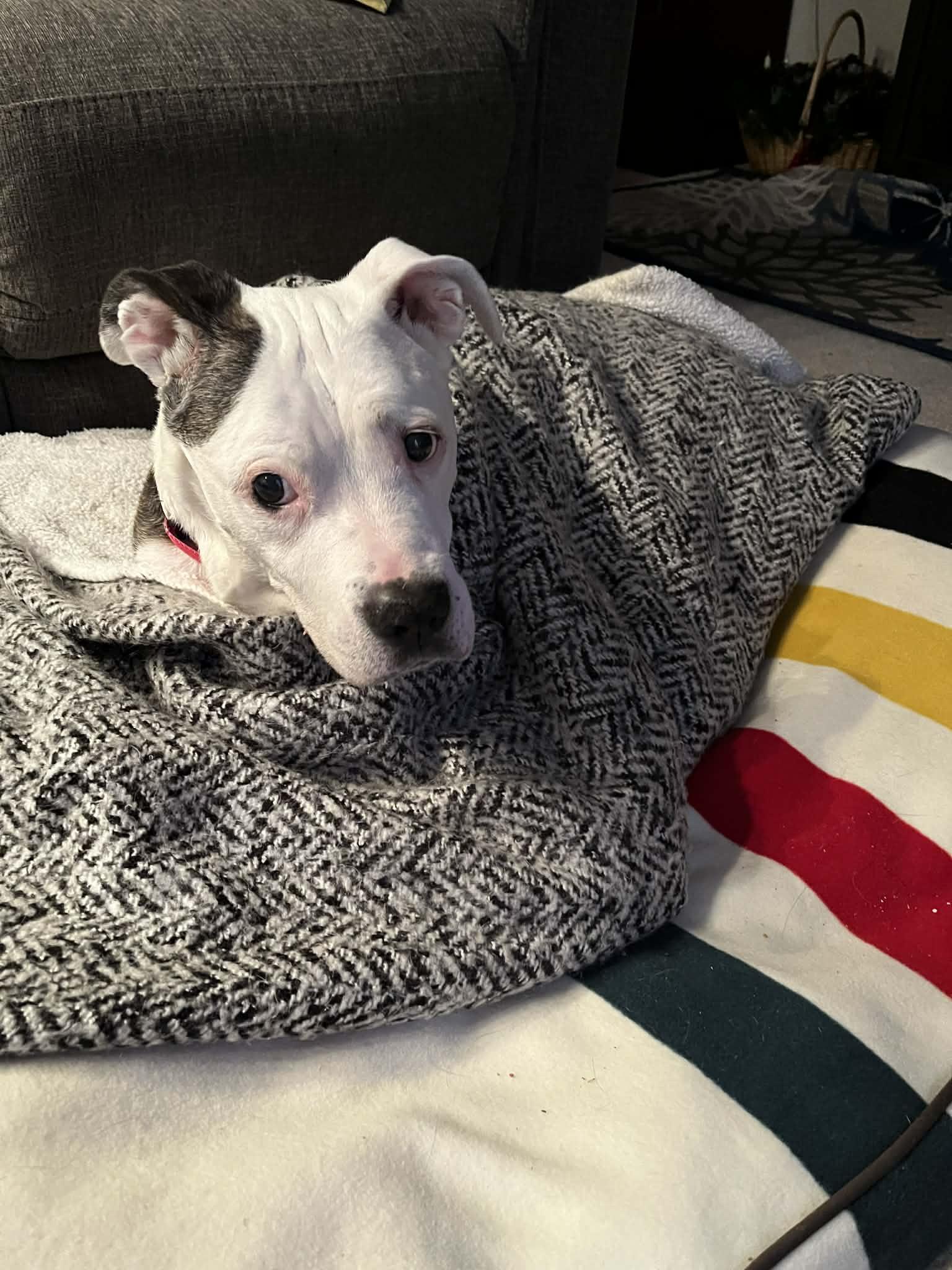 Enlarge Gloria, a Adoptable mixed breed in Seville, OH image 2/4