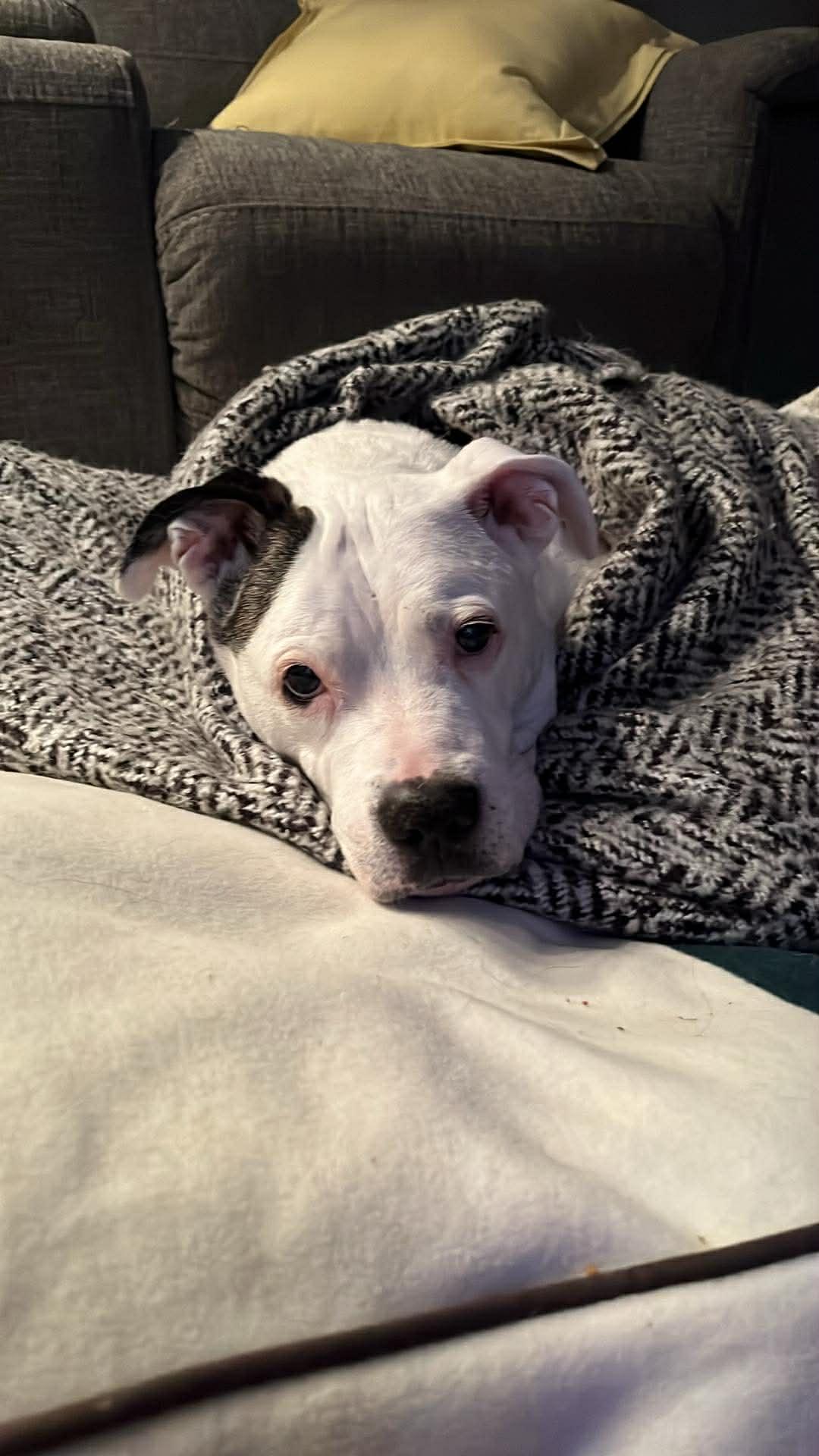 Enlarge Gloria, a Adoptable mixed breed in Seville, OH image 3/4