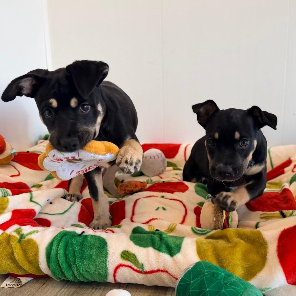 Rayana, Adoptable, Puppy Female English Bulldog & Mixed Breed.