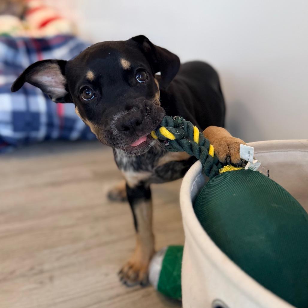 Enlarge Rayana, a Adoptable mixed breed in Green Bay, WI image 2/6