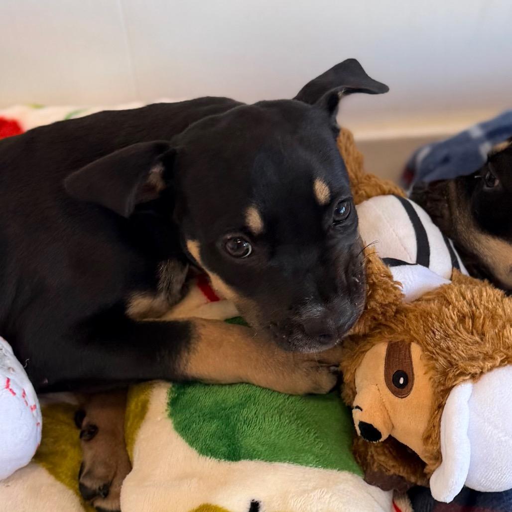 Enlarge Rayana, a Adoptable mixed breed in Green Bay, WI image 3/6