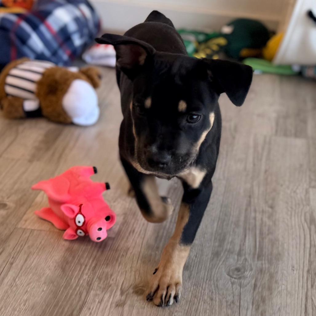 Enlarge Rayana, a Adoptable mixed breed in Green Bay, WI image 5/6