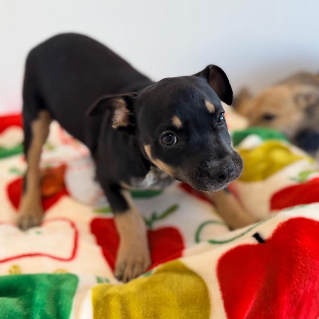 Enlarge Rayana, a Adoptable mixed breed in Green Bay, WI image 6/6