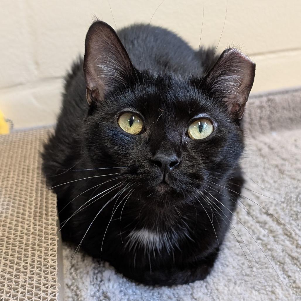 Yuna (working cat), Adoptable, Young Female Domestic Short Hair.