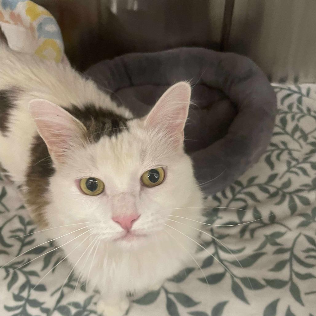 Enlarge Elmer Cat Rez AZ, a Adoptable Domestic Medium Hair in Las Vegas, NV image 1/3