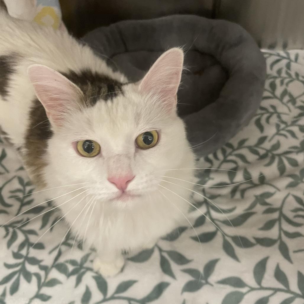 Enlarge Elmer Cat Rez AZ, a Adoptable Domestic Medium Hair in Las Vegas, NV image 2/3