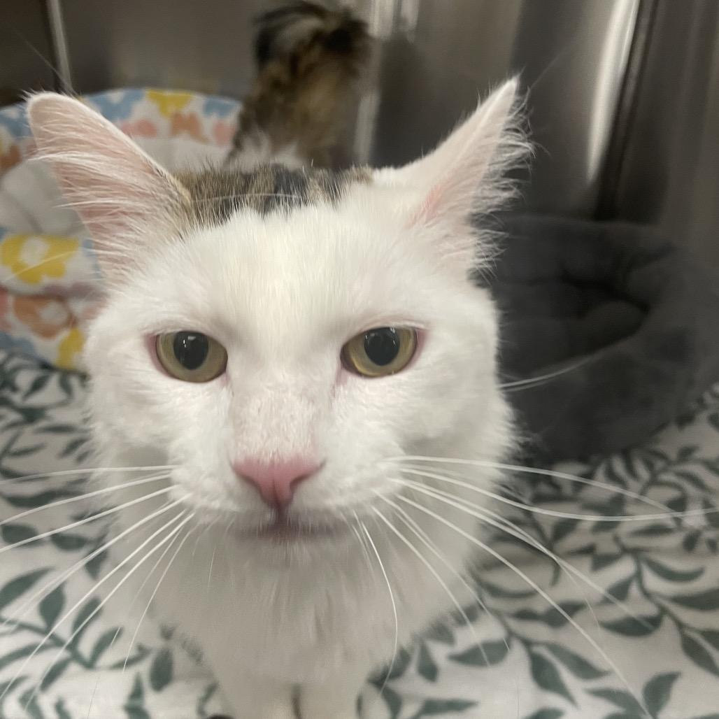 Enlarge Elmer Cat Rez AZ, a Adoptable Domestic Medium Hair in Las Vegas, NV image 3/3