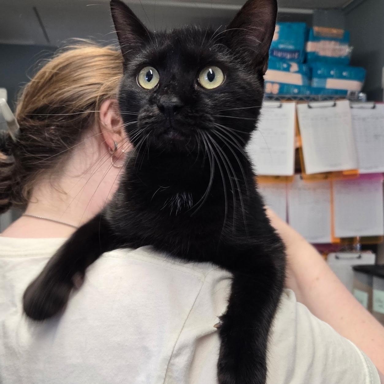 Enlarge Spartan, an adopted Domestic Short Hair in Warwick, RI image 4/6