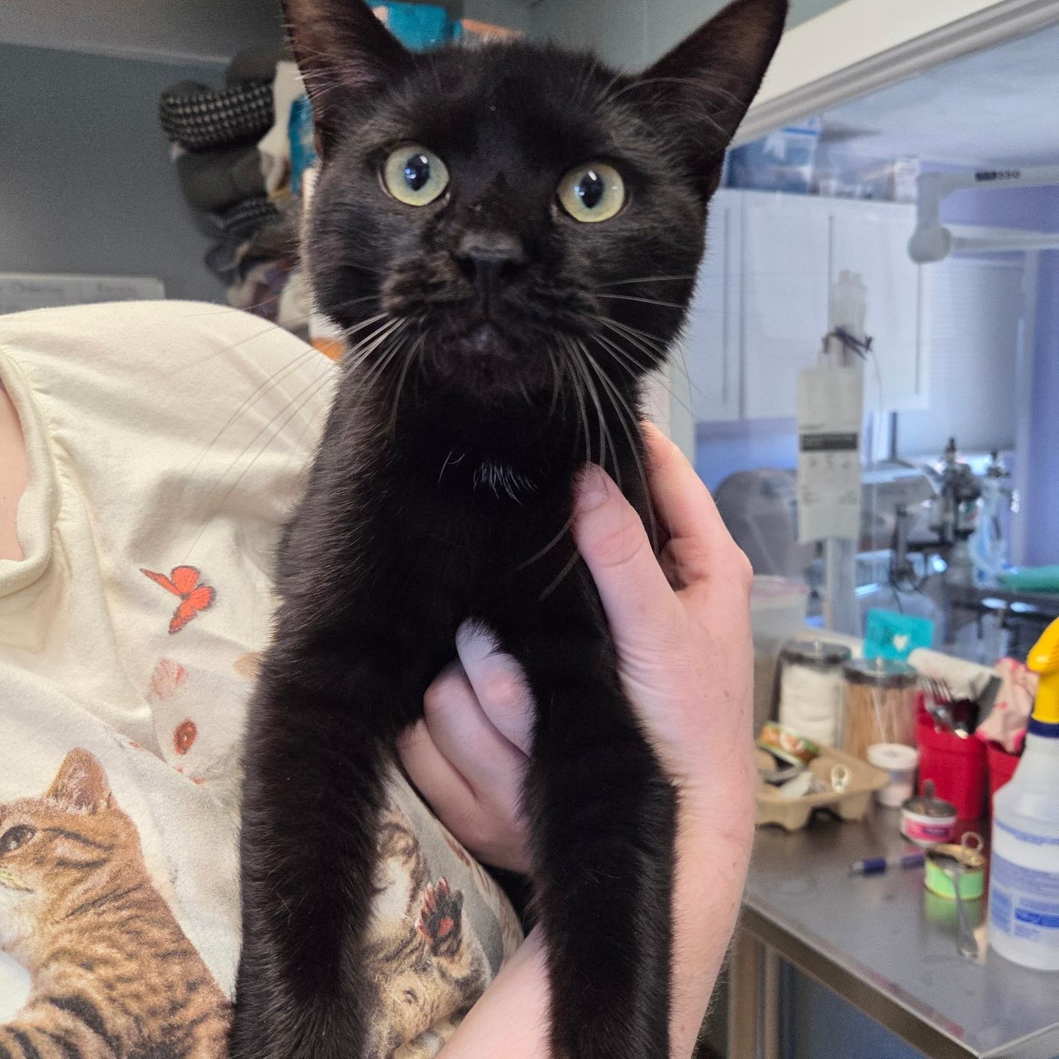Spartan, adopted, Young Male Domestic Short Hair.